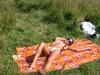 picnic