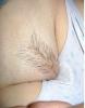 curva lu pufy